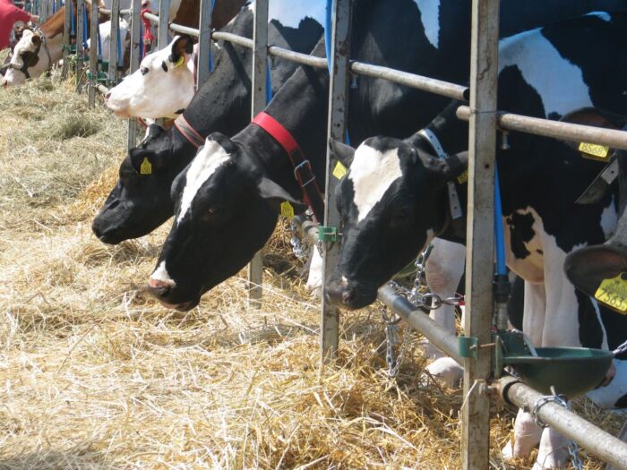 zatrudnienie obcokrajowców, pracownicy sezonowi, praca przy zbiorach, pomocnicy rolników, krir