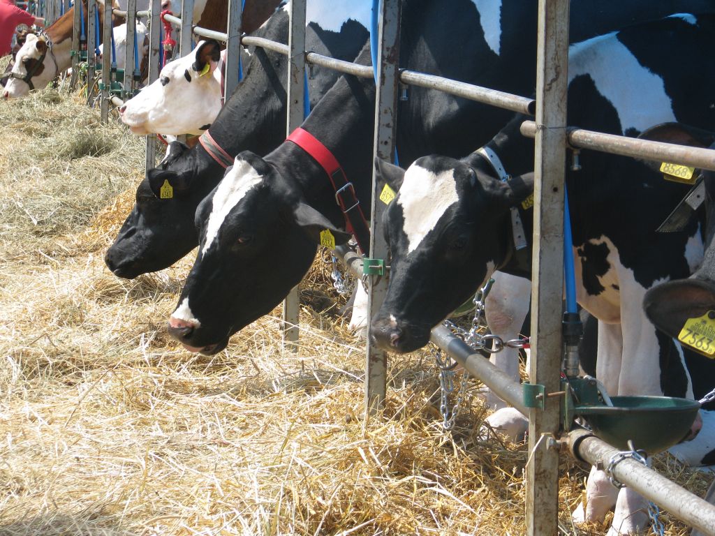 zatrudnienie obcokrajowców, pracownicy sezonowi, praca przy zbiorach, pomocnicy rolników, krir