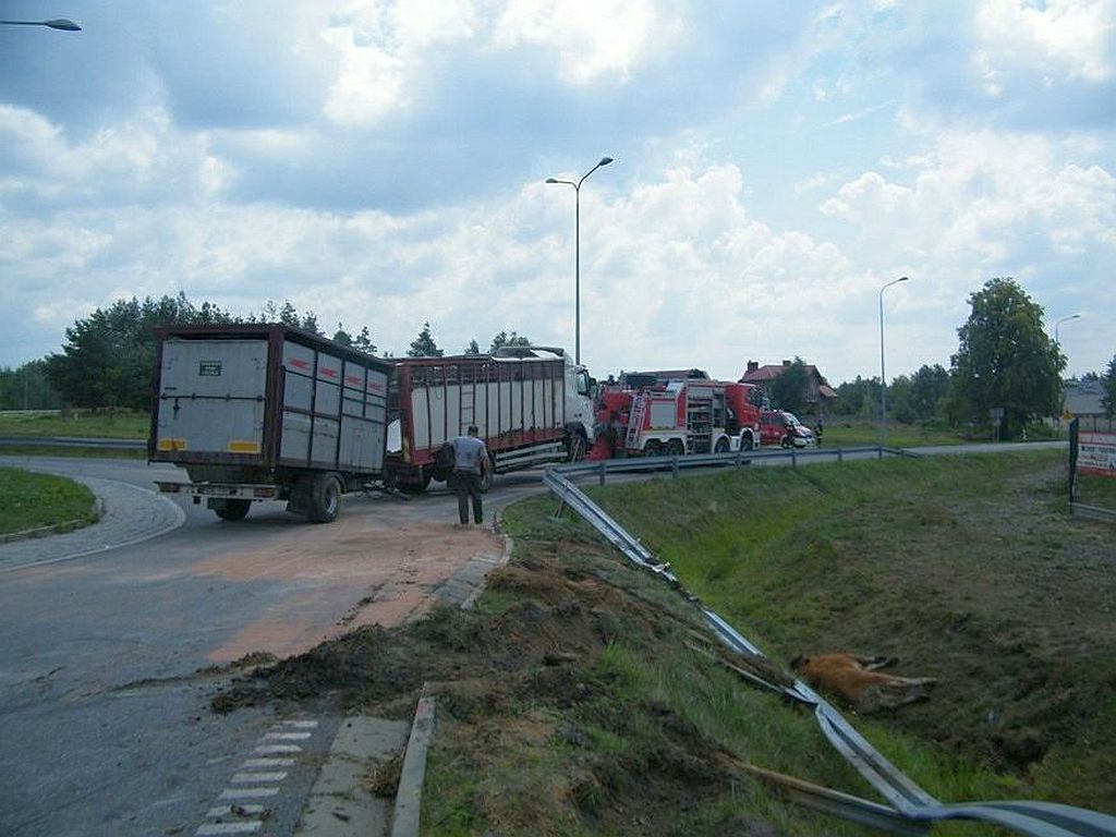 raków, wypadek tira z bydłem, bydło, Wielkie Wierzno, powiat braniewski
