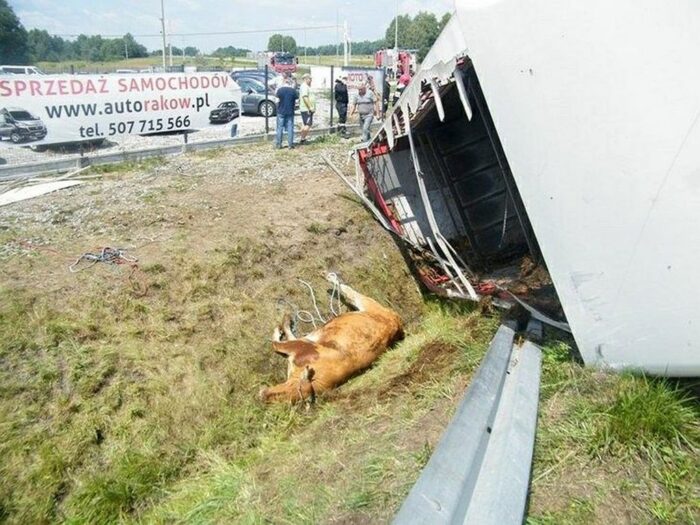 raków, wypadek tira z bydłem, bydło, Wielkie Wierzno, powiat braniewski