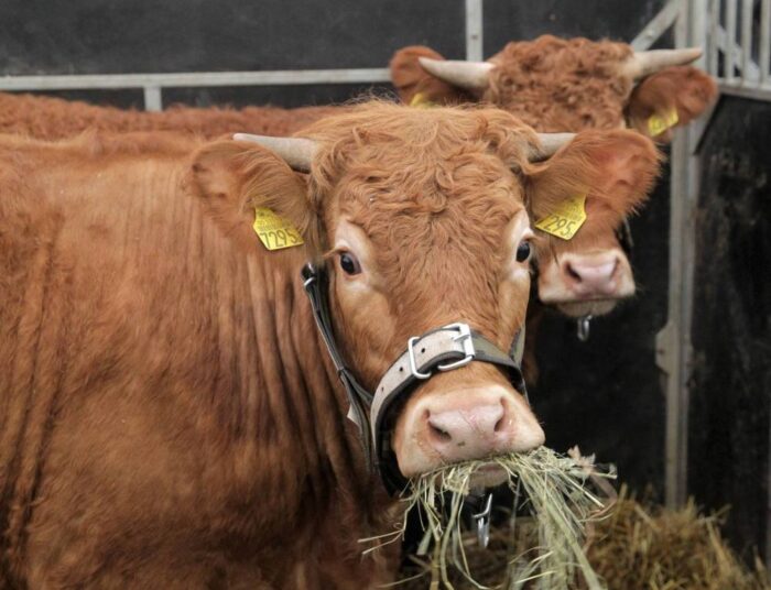 rejestracja zwierząt gospodarskich, bydło, świnie, kozy, sejmowa komisja rolnictwa, znakowanie zwierząt