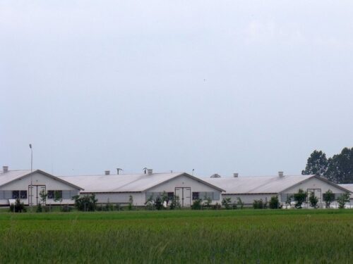 hodowla zwierząt, ustawa odorowa, henryk kowalczyk, ministerstwo środowiska, mława