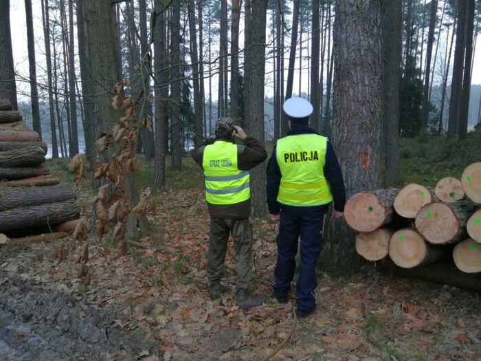 kradzież drewna, złodzieje drewna, podpalenia lasu, gmina brzeziny, pakoszówka