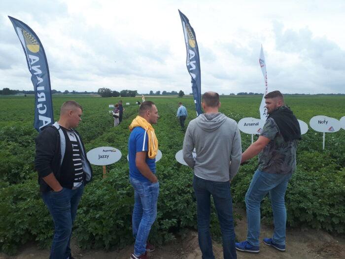 RZD Żelazna, pole, ziemniaki