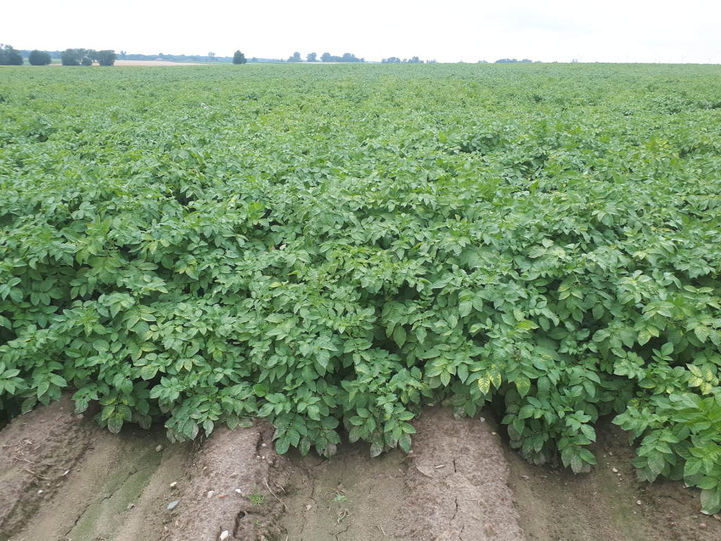 ziemnika, redliny, plantacja