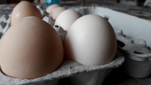 Salmonella w jajach, jaja ściółkowe, Polskie Fermy, sanepid