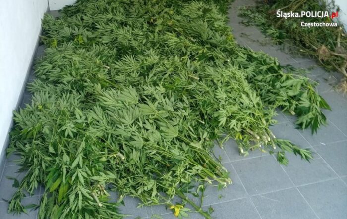 konopie włókniste, Cannabis Sativa L, Lublin