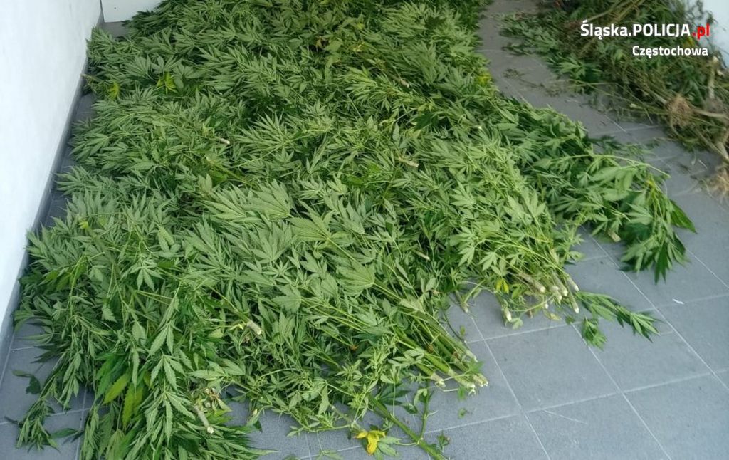 konopie włókniste, Cannabis Sativa L, Lublin