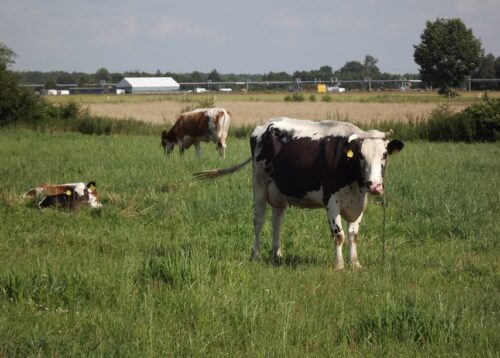 bydło, trzoda chlewna, drób, zwierzęta, prawo, przepisy, ustawa
