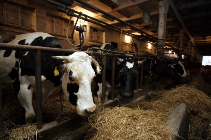 bydło, krowy, ustawa, prawo, KOWR, ARiMR, Senat, mleko,ustawy o rynku mleka