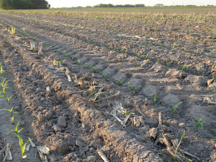 biopaliwa, produkcja biopaliw, biodiesel, bioetanol, biopaliwa pierwszej generacji