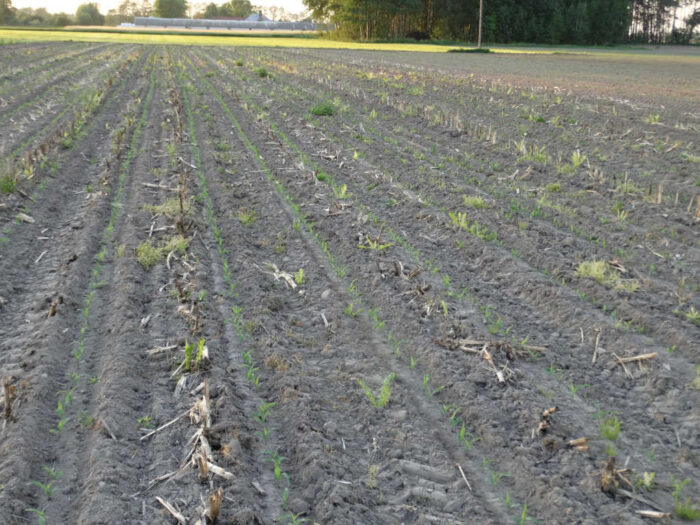 nowe odmiany kukurydzy, krajowy rejestr, coboru, mieszańce dwuliniowe, mieszańce trójliniowe, odmiany ziarnowe