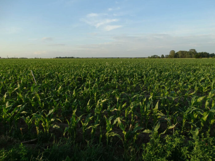 kukurydza, uprawa kukurydzy, właściwa odmiana kukurydzy, Jarkowski Agrohandel, mazowieckie