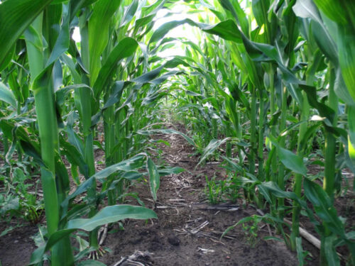 kukurydza, pole