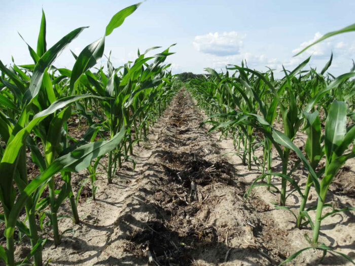 Mesurol 500 FS, zaprawianie nasion kukurydzy, metiokarb, wycofanie metiokarbu,