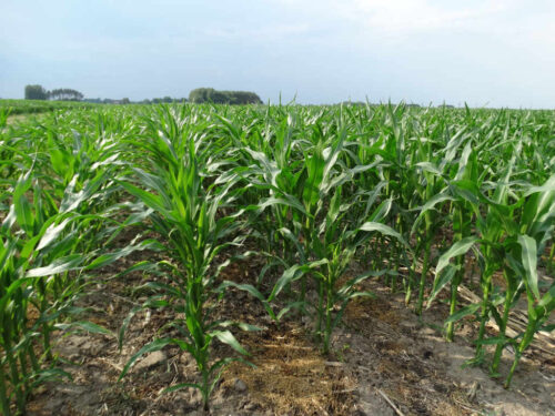 kukurydza, pole