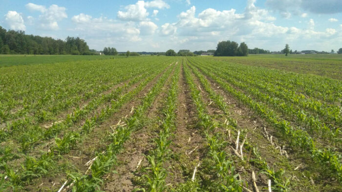 kukurydza, rośliny, pole, niebo