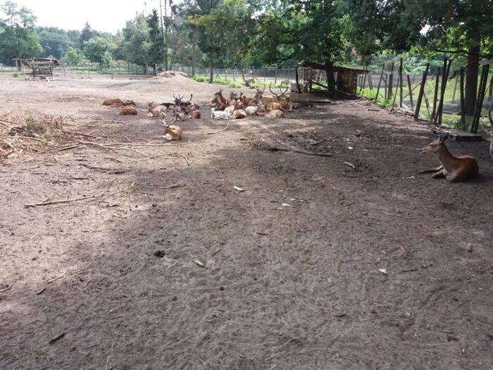 azyl dla chorych zwierząt, walka z asf w polsce, Cyganówka, gmina Wilga, powiat garwoliński, Krzysztof Musiński