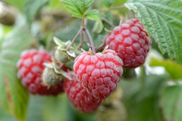 rynek hurtowy w broniszach, bronisze, maciej kmera, ceny owoców i warzyw, owoce jagodowe