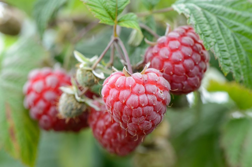 rynek hurtowy w broniszach, bronisze, maciej kmera, ceny owoców i warzyw, owoce jagodowe