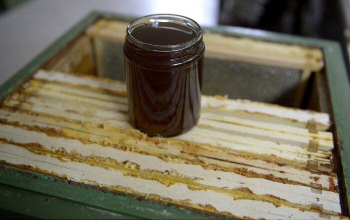 podkarpacie, pszczoły, pszczelarstwo, tadeusz dylon, produkcja miodu