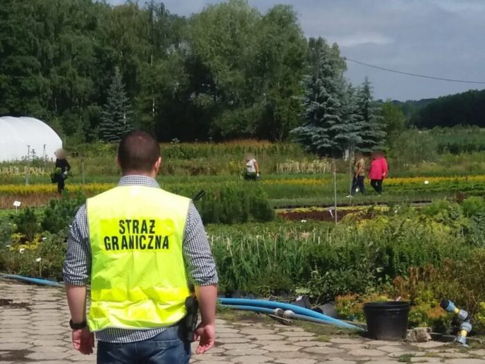 nielegalne zatrudnienie w gospodarstwie rolnym, Straż Graniczna, praca, rolnictwo
