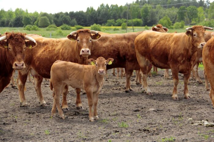 odsadki, limousine, mięsne, bydło