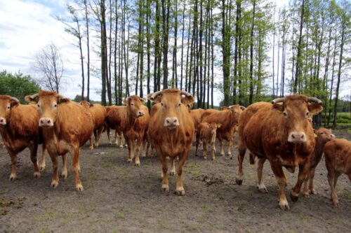 kalkulator emisji gazów cieplarnianych, produkcja zwierzęca, Wiesław Różański, Jerzy Wierzbicki