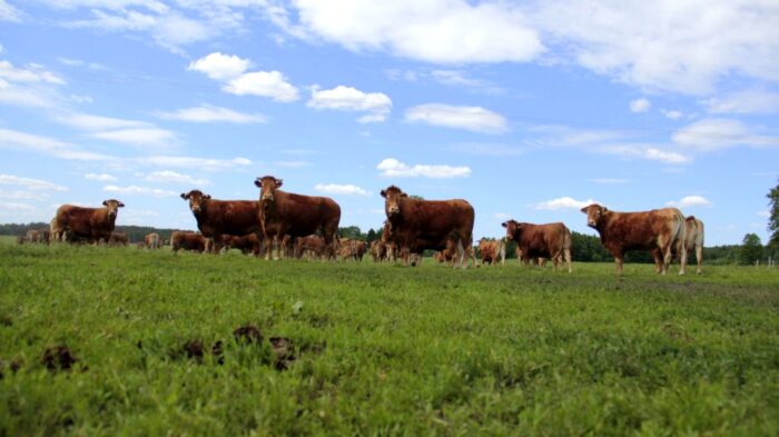 odsadki, limousine, mięsne, bydło