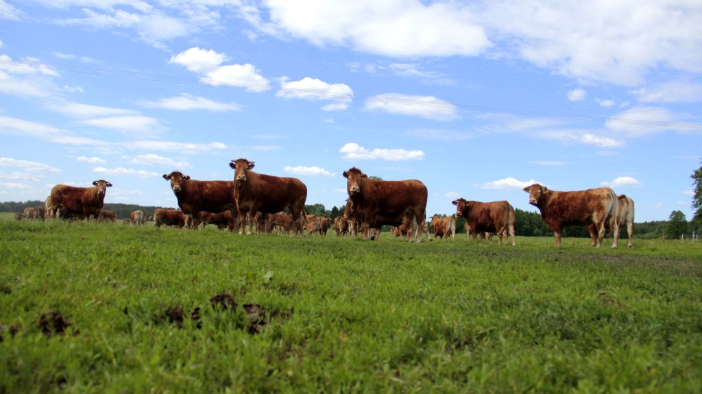 odsadki, limousine, mięsne, bydło