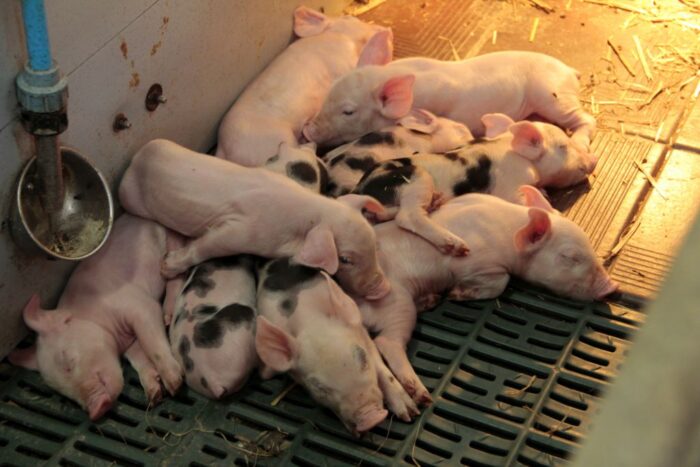 obcinanie ogonów, prosięta, trzoda chlewna, kanibalizm