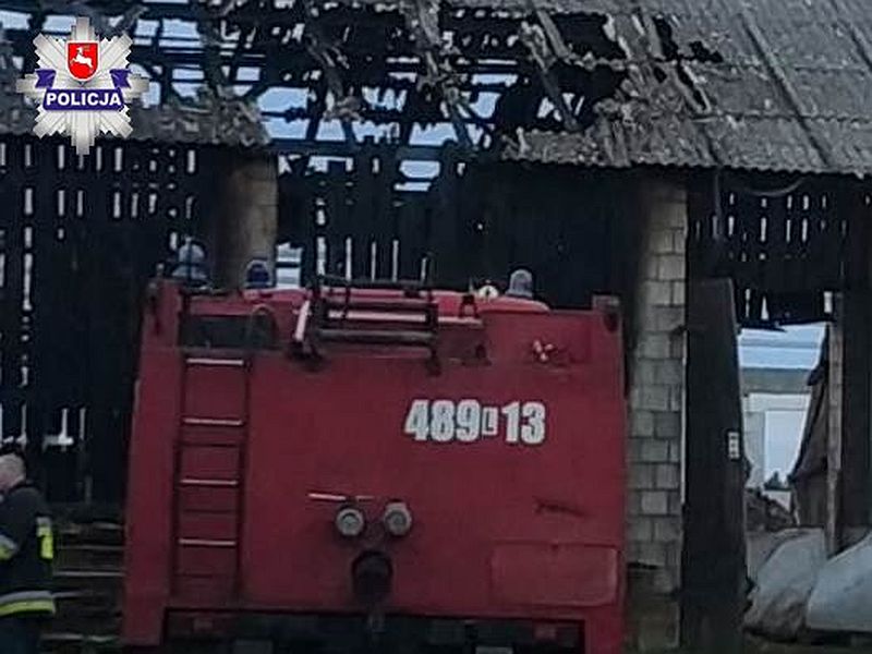 pożar, trzoda chlewna, bydło, byki, śmierć zwierząt, pożar w gospodarstwie