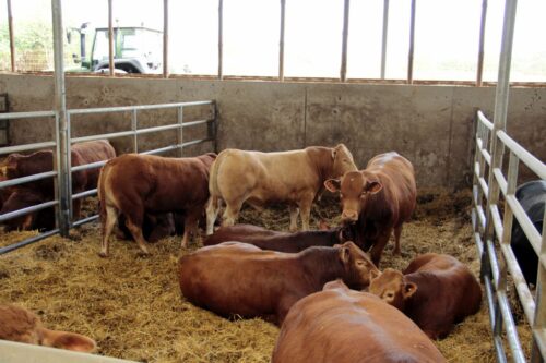 bydło mięsne, Ptakowice, Proagra, opas