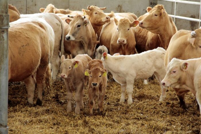 bydło mięsne, Ptakowice, Proagra, opas