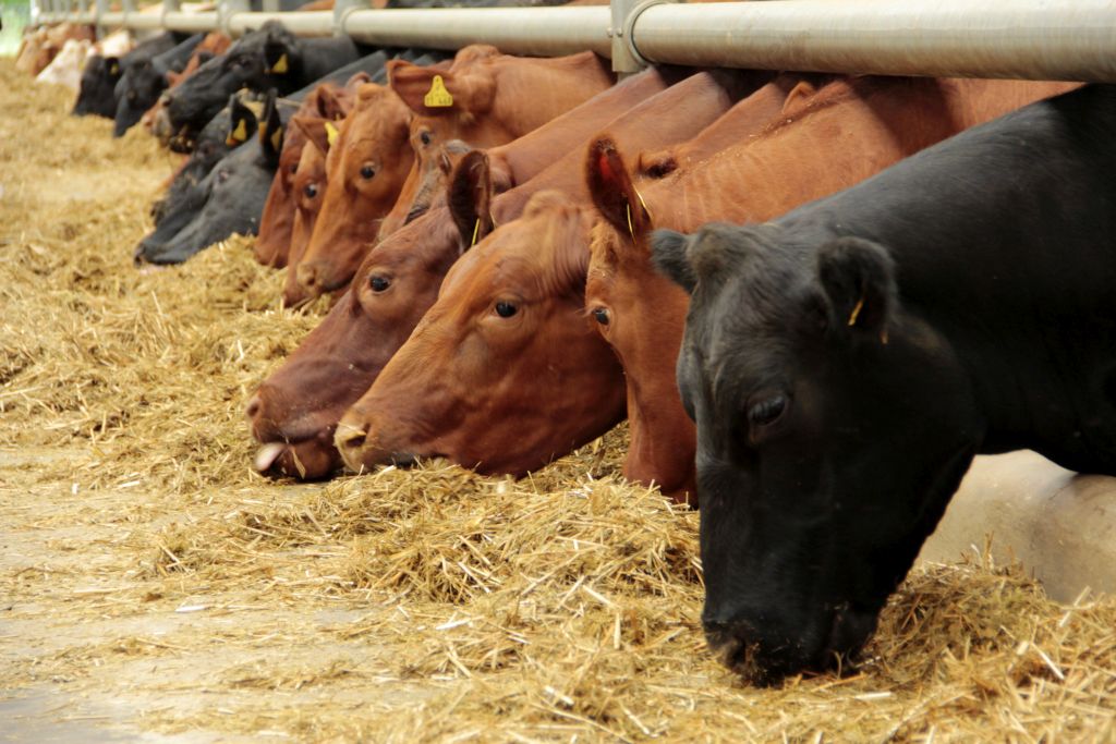 Zjednoczone Emiraty Arabskie, wołowina, baranina, ertyfikat halal