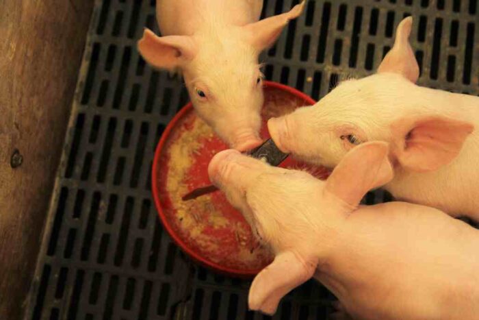 rośnie produkcja prosiąt, plenność loch