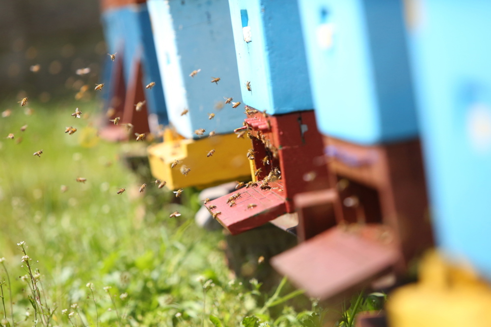 pszczekarstwo, pszczoła miodna, zapylacze, Michał Filipiak, ochrona pszczół, larwy pszczół