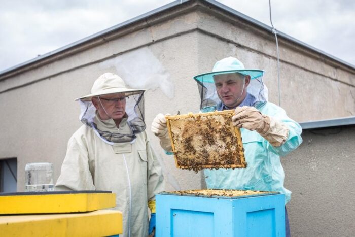 miód, Toruń, UMWKP, miodobranie, pszczoły
