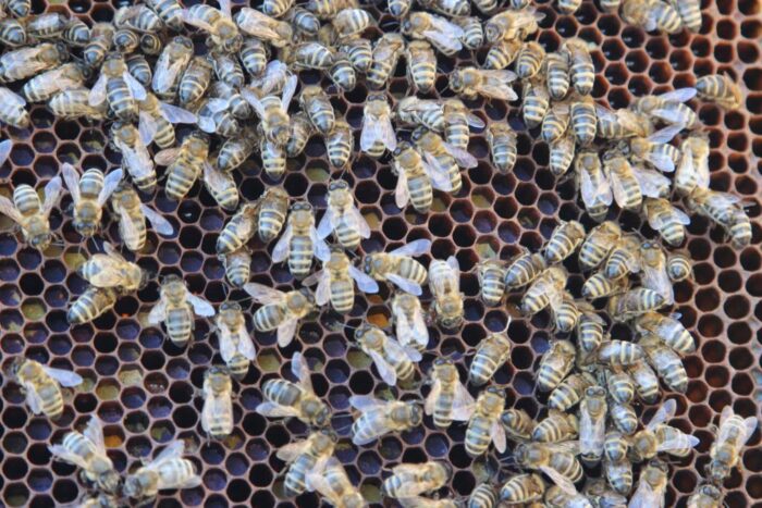 Ule na balkonie, miejska hodowla pszczół, włochy, mediolan