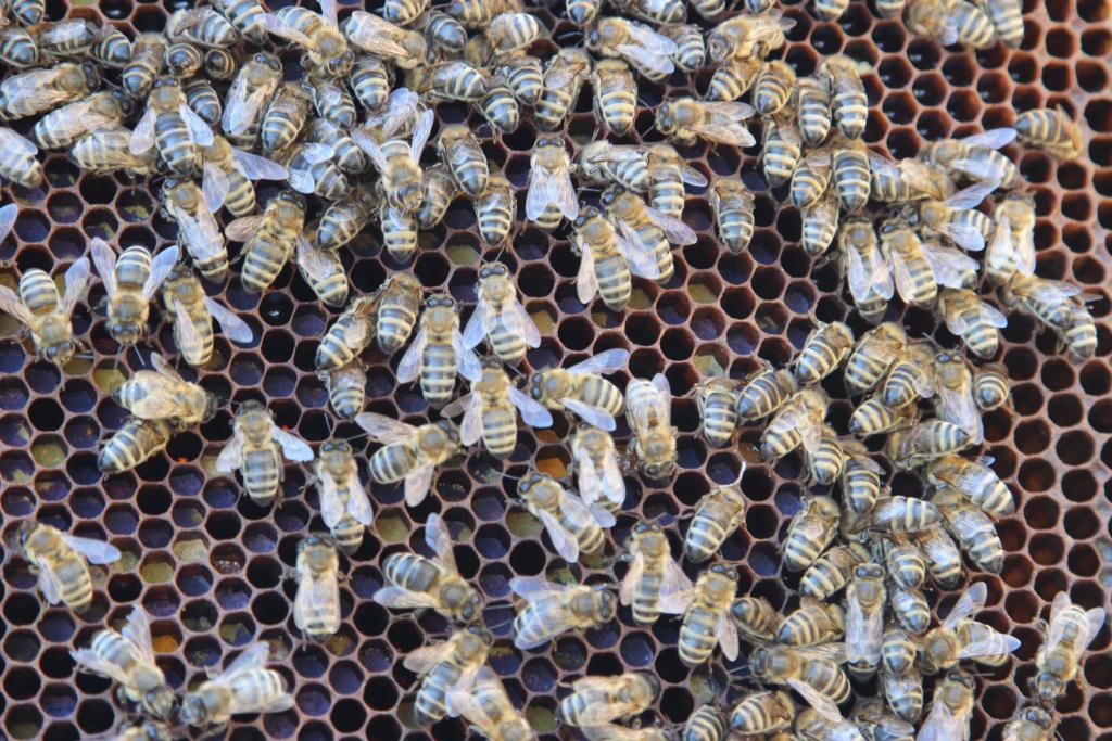 Ule na balkonie, miejska hodowla pszczół, włochy, mediolan