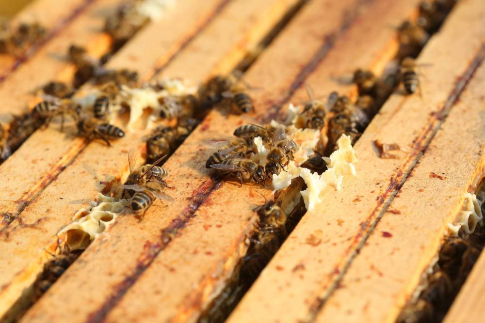 pszczoły, pszczelarstwo, stosowanie pestycydów, neonikotynoidy, wielka brytania