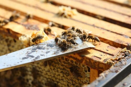 pszczoły, owady, Kraków, pasieka, Pasieka Kraków, ochrona pszczół