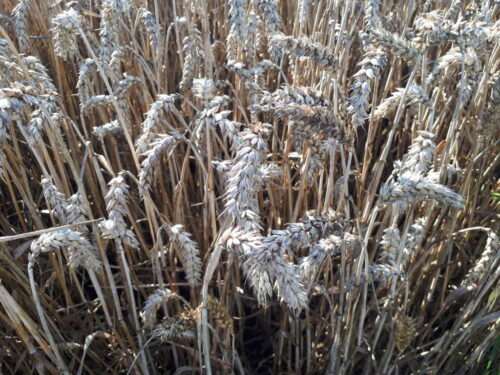 pszenica, Sahryń, kłosy