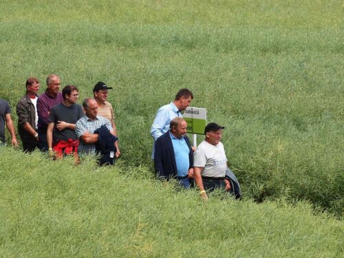 Osadkowski, Rudziczka, Zielone Pola 2018, Osadkowski SA, Żebyś wiedział, Przegląd odmian i technologii upraw