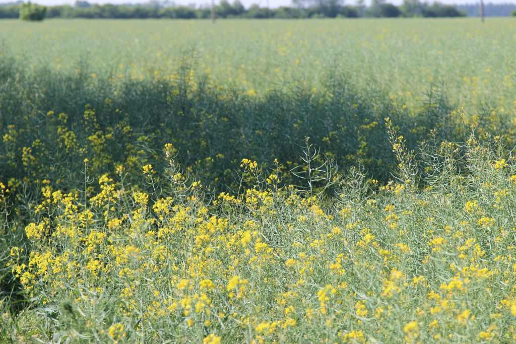 surowce oleiste, rzepak, soja, słonecznik