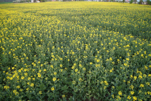 Juliusz Młodecki, Polska Koalicja Biopaliw i Pasz Białkowych, biopaliwa, Adam Stępień