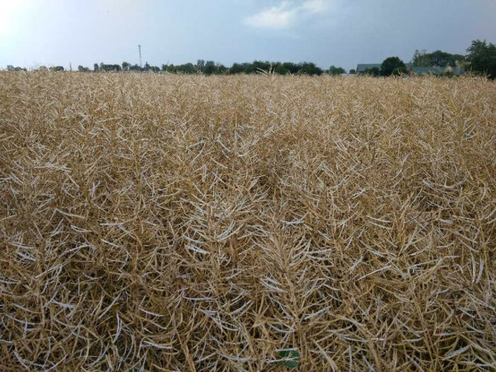 przerób rzepaku, produkcja oleju, Polskie Stowarzysze Producentów Oleju, Mariusz Szeliga, Adam Stępień