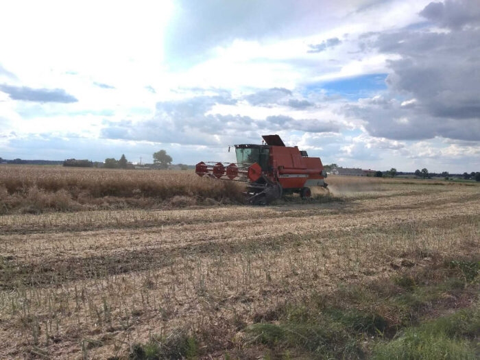 kombajn, rzepak, pole