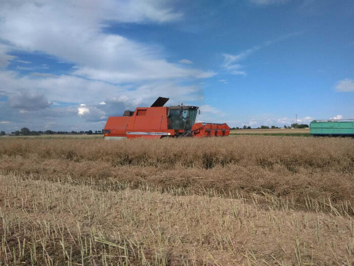 zbiory rzepaku, żniwa 2019, jakość nasion rzepaku, zaolejenie, masa tysiąca ziaren, Elewarr, GUS, plony rzepaku,