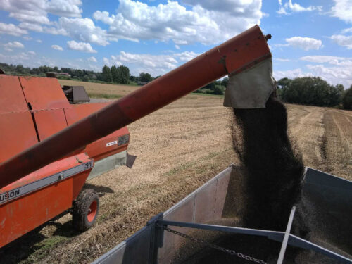 rzepak, kombajn, zbiór, Sahryń